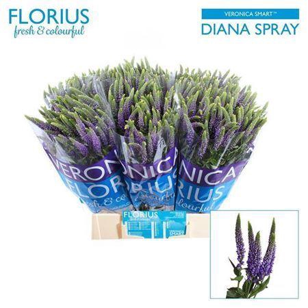 <h4>Veronica Clea Diana Blue Spray</h4>