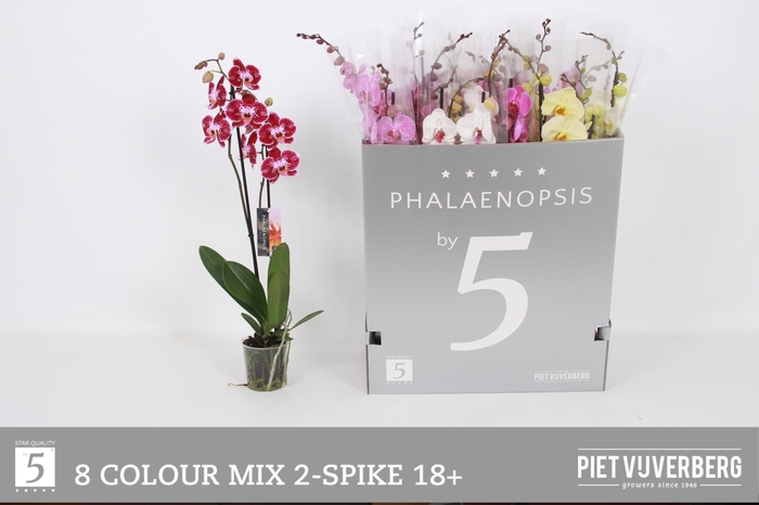 <h4>PHAL GEM 8 KL</h4>