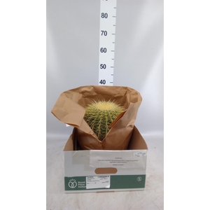 Echinocactus grusonii