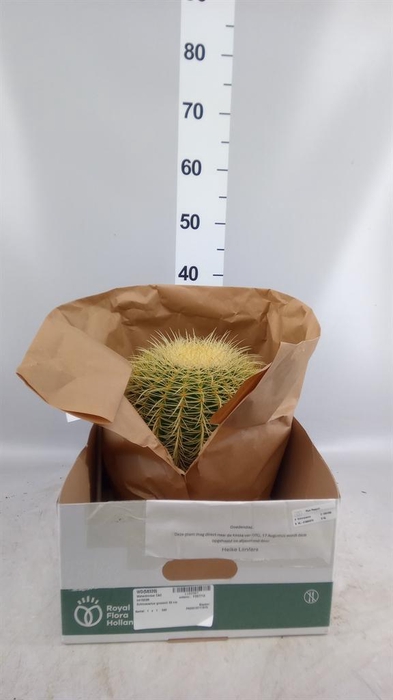 <h4>Echinocactus grusonii</h4>