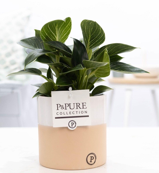 <h4>Philodendron White Wave in P&PURE Rosy ceramics</h4>