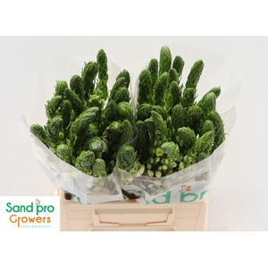 Ornithogalum thyrsoides 'Milky Way'