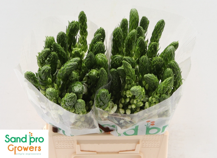 <h4>Ornithogalum thyrsoides 'Milky Way'</h4>