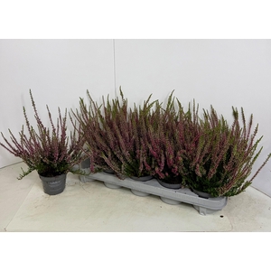 CALLU CAL NOVA ROT