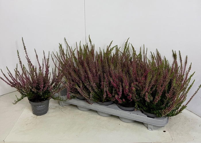 <h4>CALLU CAL NOVA ROT</h4>