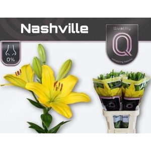 Lilium LA Nashville