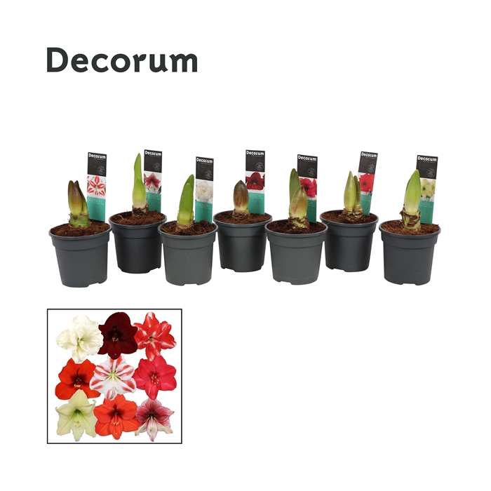 <h4>Hippeastrum Exclusieve Mix 2 Knop (Decorum)</h4>