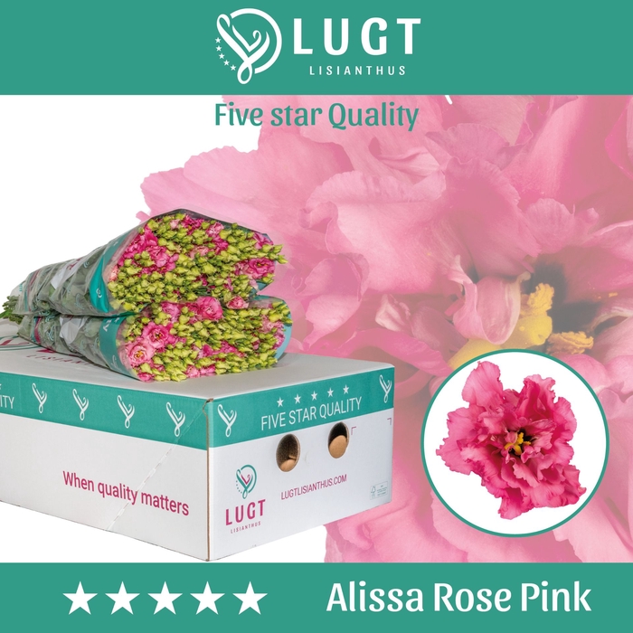 <h4>Eustoma russellianum gevuldbloemig Alissa Rose Pink</h4>