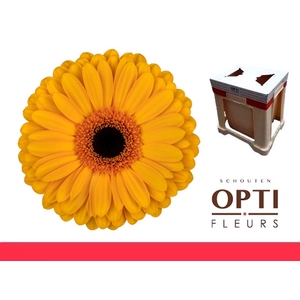 Gerbera Oaklyn Water