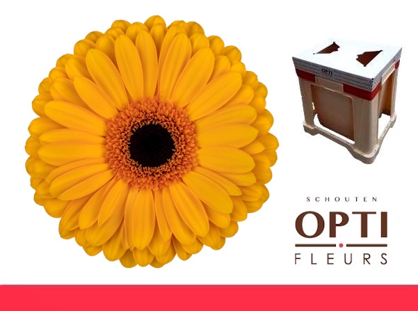 <h4>Gerbera Oaklyn Water</h4>