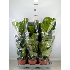 Ficus lyrata
