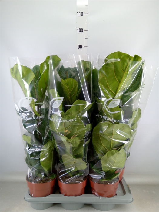 <h4>Ficus lyrata</h4>