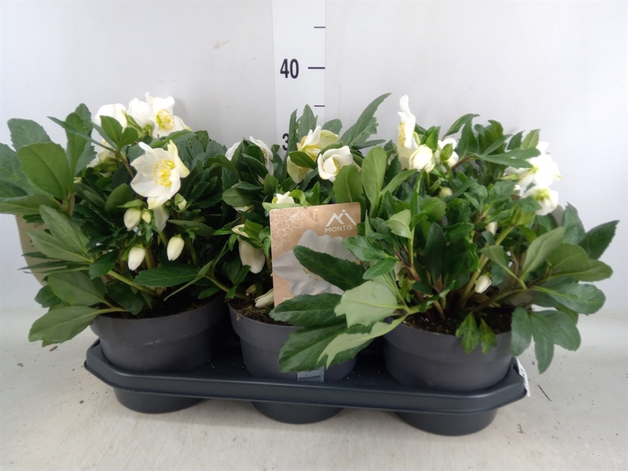 <h4>Helleborus niger 'Viv Viktor'</h4>