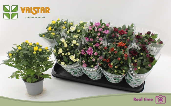 <h4>CHRYS GEM 6 KL</h4>