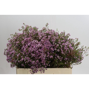 Chamelaucium Solar