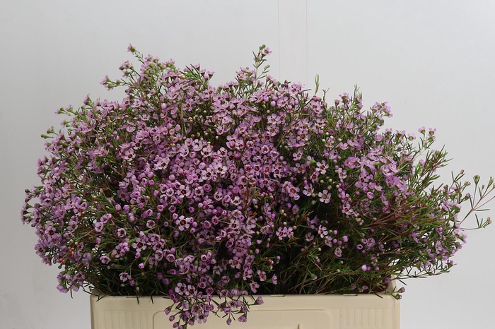 <h4>Chamelaucium Solar</h4>