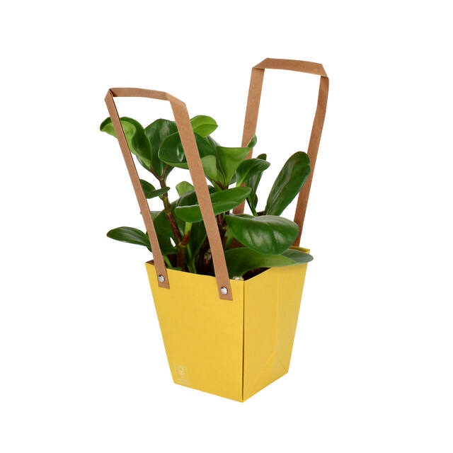 <h4>Bag Energy Carton 13x9.5xH15cm yellow 10/bag</h4>