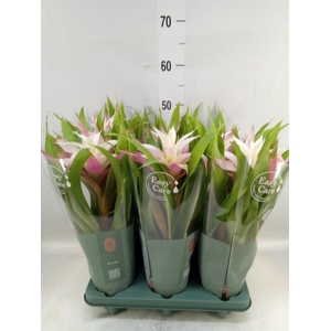 Guzmania  'Deseo Magical White'