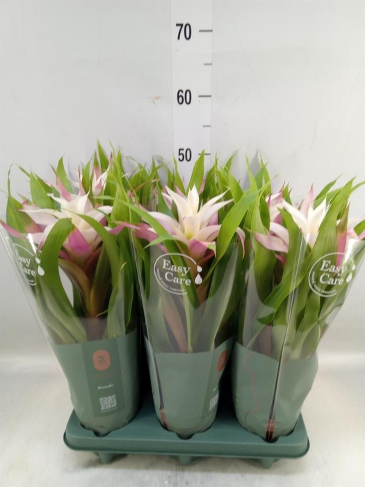 <h4>Guzmania  'Deseo Magical White'</h4>