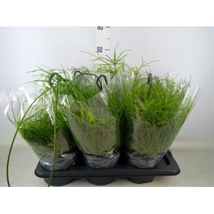 Rhipsalis baccifera 'Oasis'