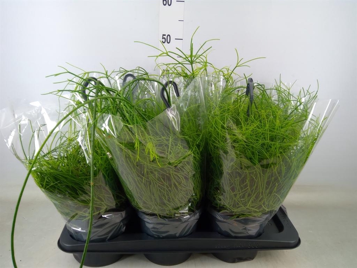 <h4>Rhipsalis baccifera 'Oasis'</h4>