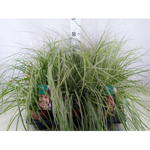 Carex oshimensis 'Everest'