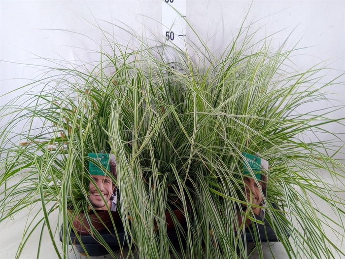 <h4>Carex oshimensis 'Everest'</h4>