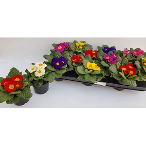 Prim Acaulis Gemengd