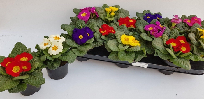 <h4>PRIM ACAULIS GEMENGD</h4>