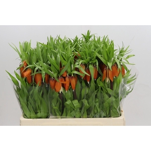 Fritillaria Imperialis Rubra Maxima