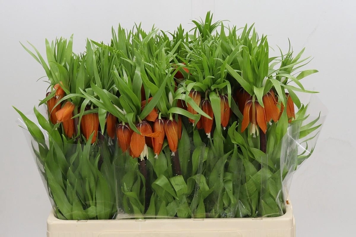 <h4>Fritillaria Imperialis Rubra Maxima</h4>