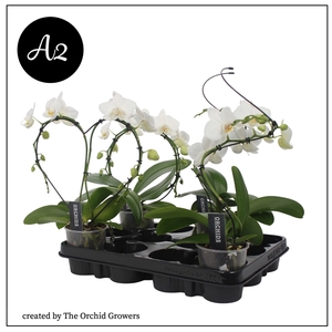 A2 Phal. Shapes mix 9cm