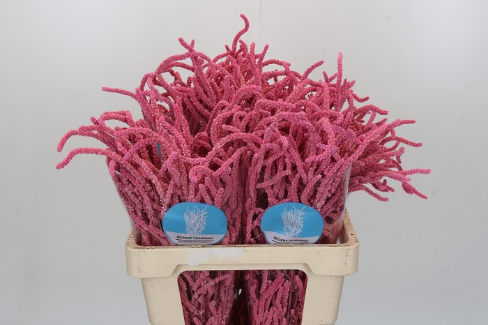 <h4>Amaranthus Yearming Desert New Rose</h4>