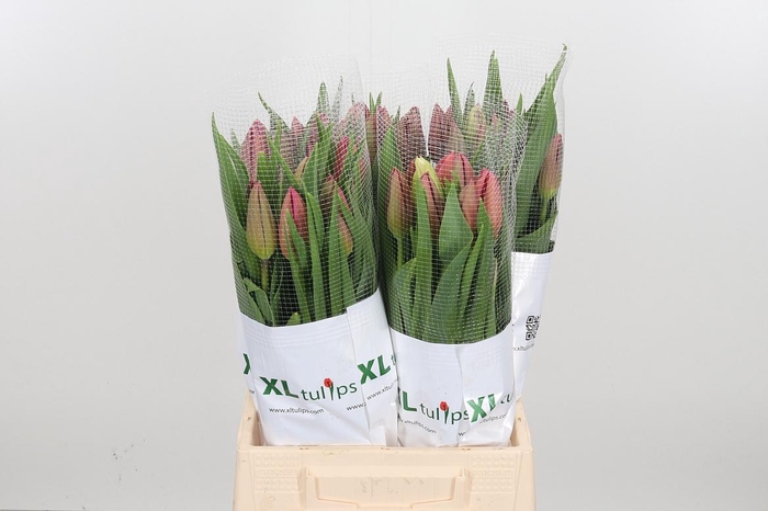 <h4>Tu En La Romaine</h4>