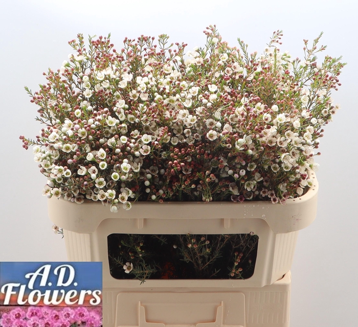 <h4>CHAME MI LIRON</h4>