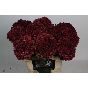 Hydrangea Magical Rubyred CL