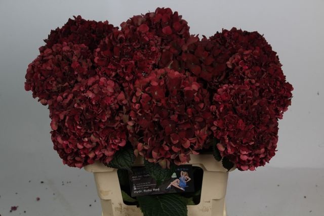 <h4>Hydrangea Magical Rubyred CL</h4>