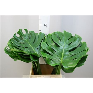 Monstera 35