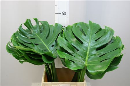 Monstera 35