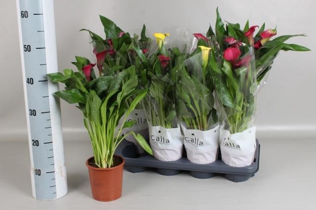 <h4>ZANT GEM 3 KL</h4>