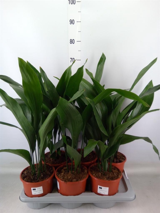 <h4>Aspidistra elat.</h4>