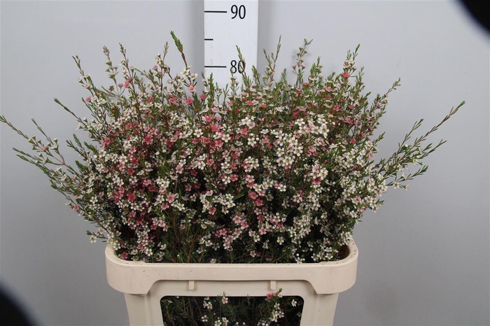 <h4>Chamelaucium My Sweet Sixteen</h4>