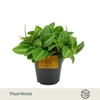 Peperomia Pixie