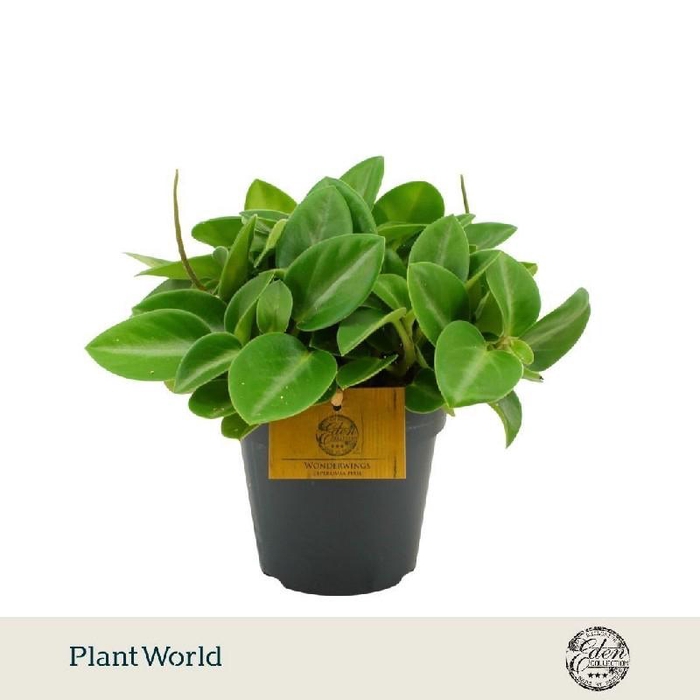 <h4>Peperomia Pixie</h4>