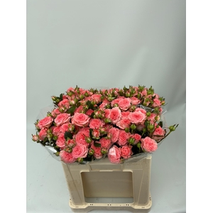 R TR FIRST DATE 50 cm