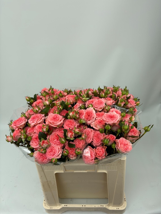 <h4>R TR FIRST DATE 50 cm</h4>