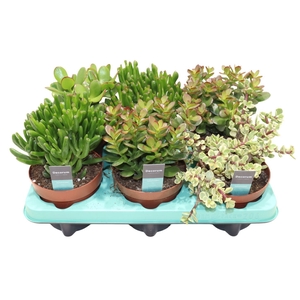 Crassula Mix (Decorum)