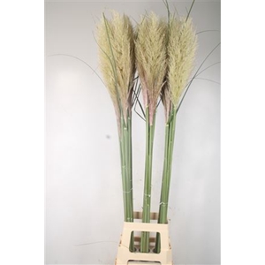 Cortaderia Fresh Nl.