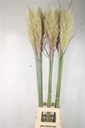 <h4>Cortaderia Fresh Nl.</h4>