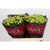 Hypericum Smiley Romance